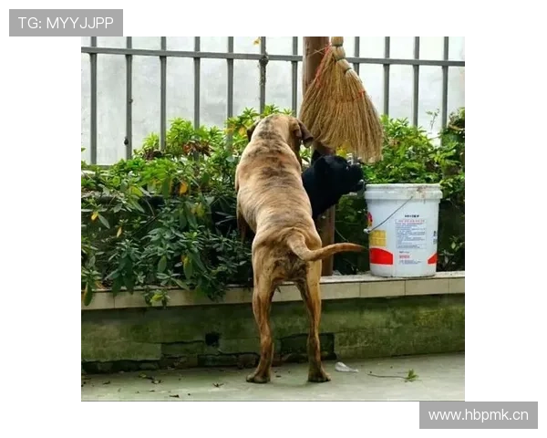 杜丽退役后住别墅养狗，网友扒出她当年一块金牌换来的房子现在值多少